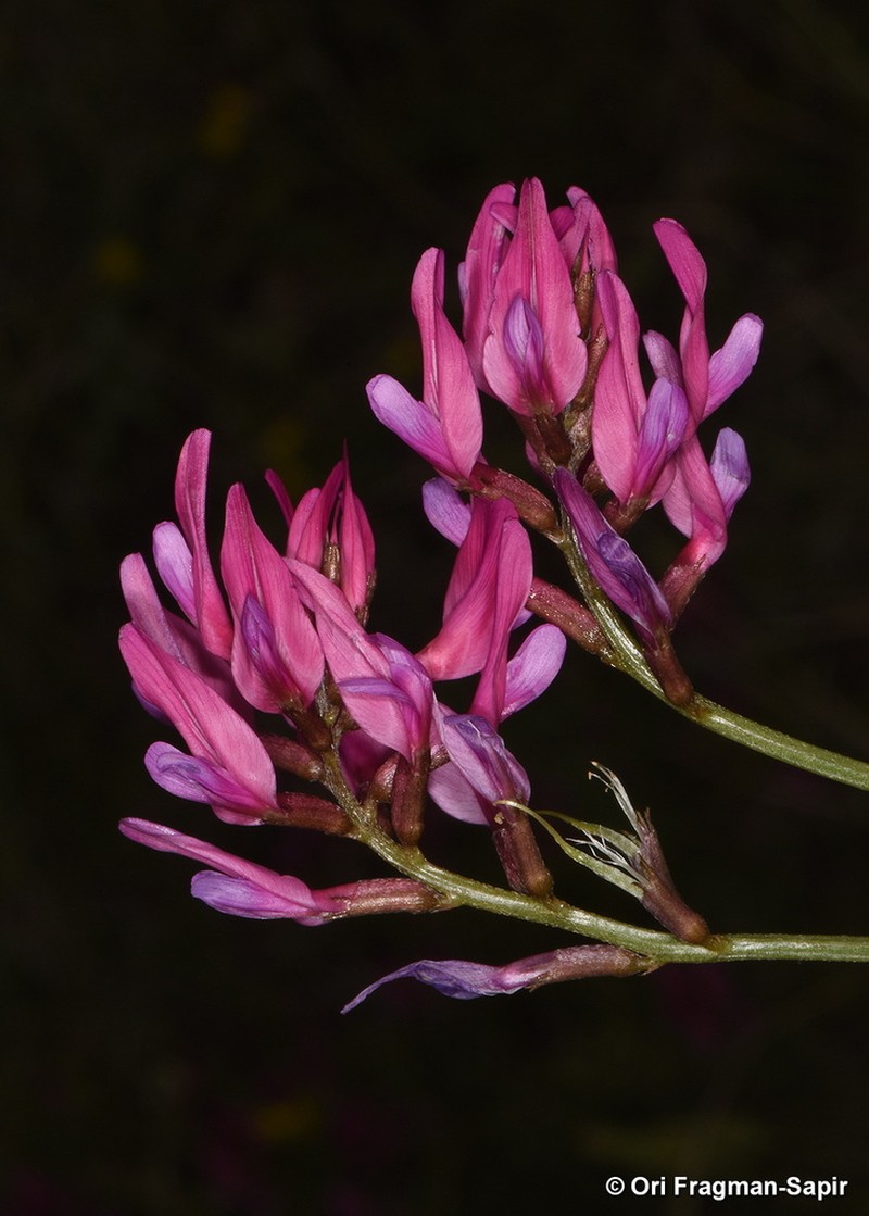 Astragalus shelkovnikovii photo 2