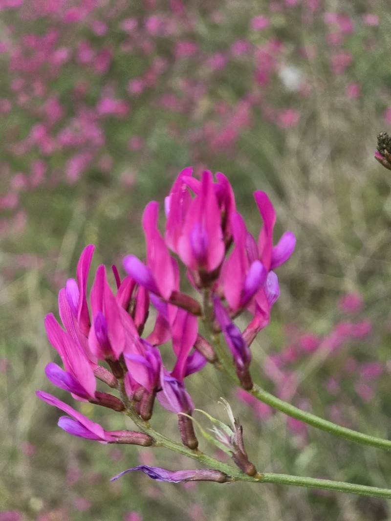 Astragalus shelkovnikovii photo 3