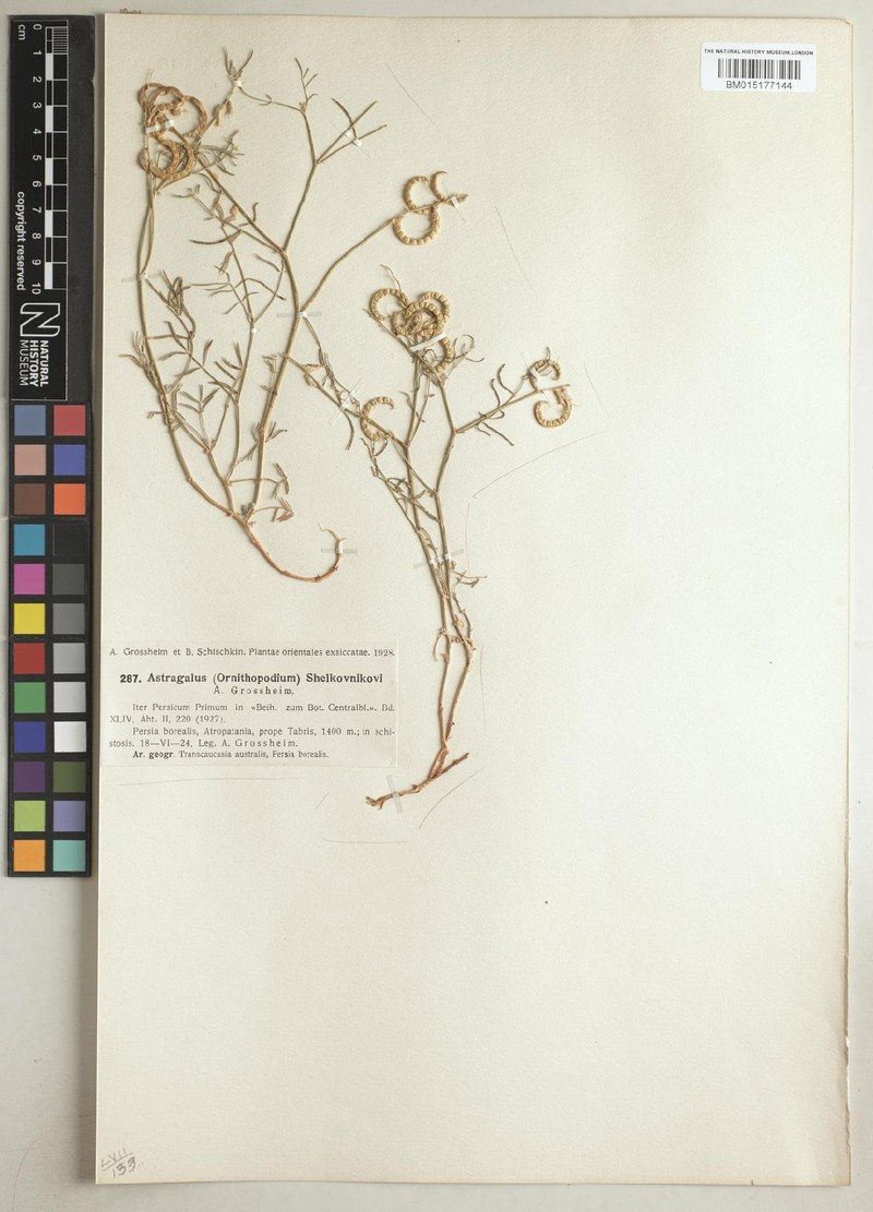 Astragalus shelkovnikovii photo 5