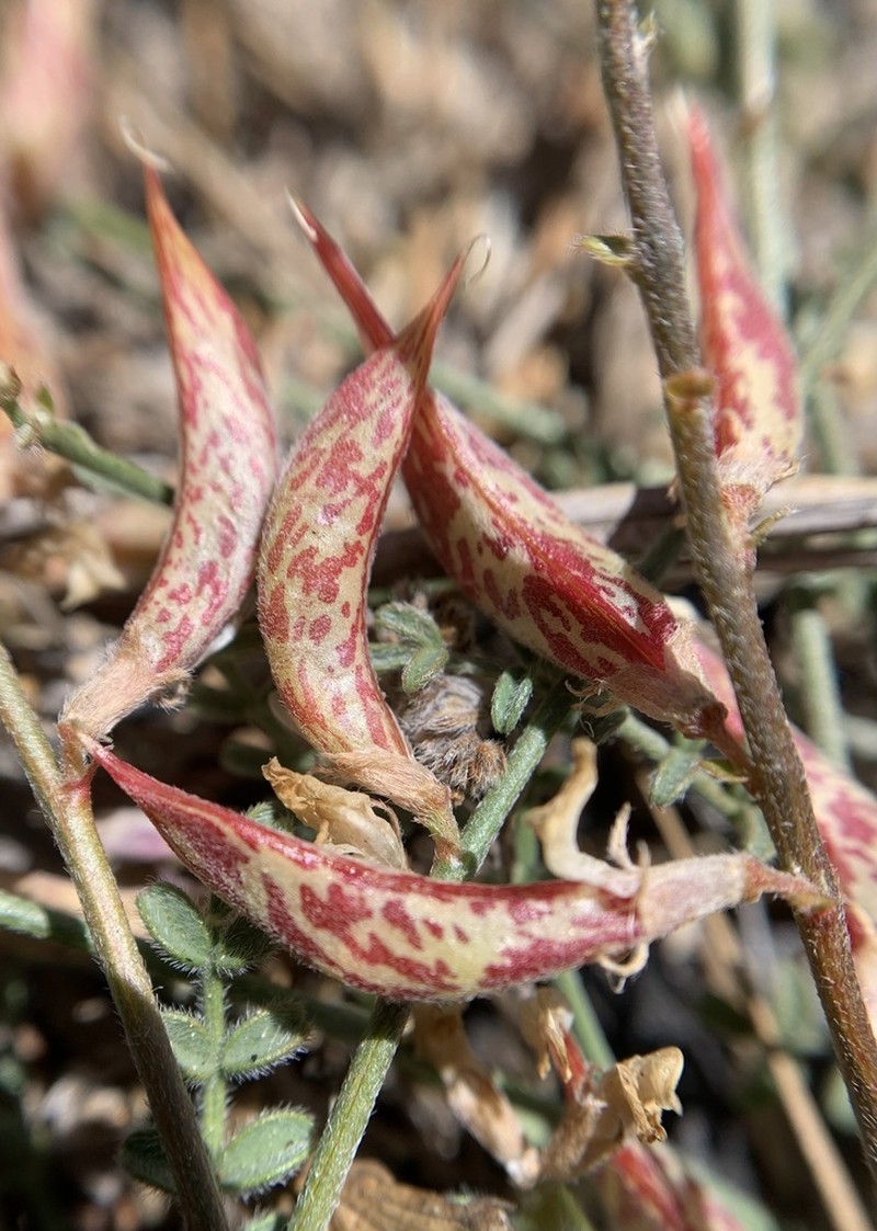 Little Kern Milkvetch photo 3