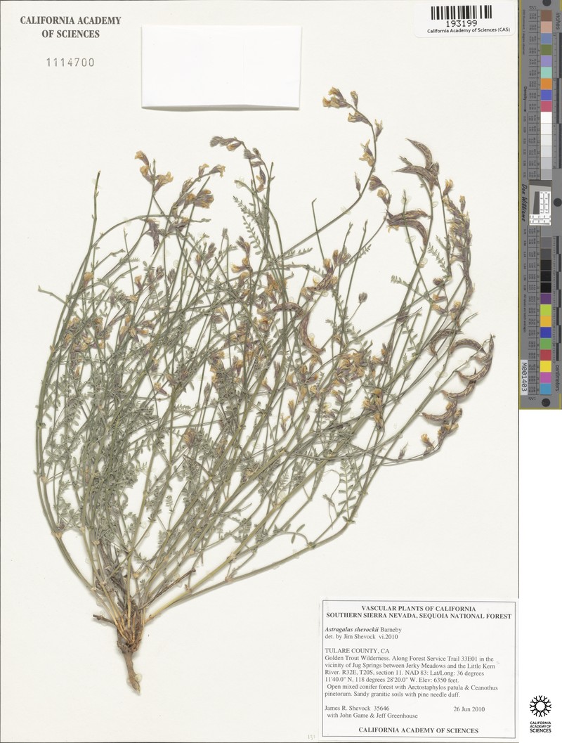 Little Kern Milkvetch photo 5
