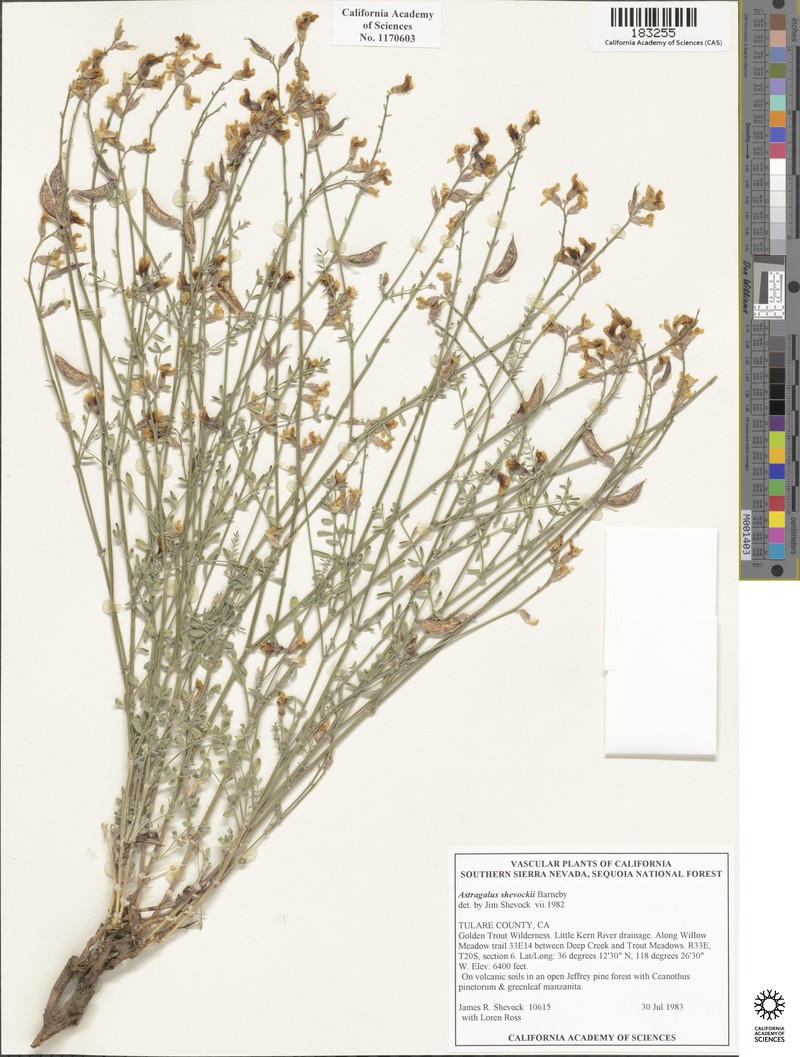 Little Kern Milkvetch photo 6