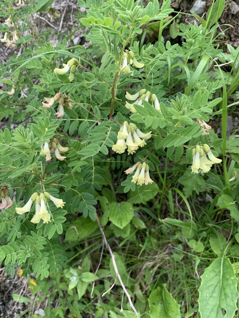 Astragalus shinanensis photo 2