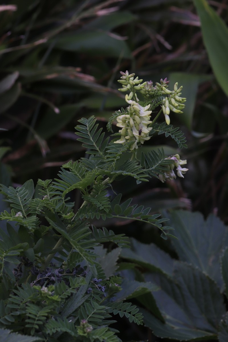 Astragalus shinanensis photo 3