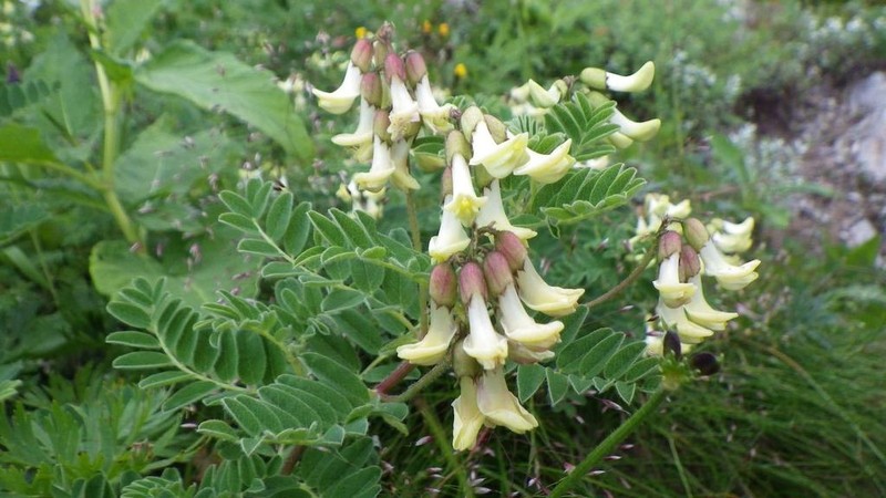 Astragalus shinanensis photo 4