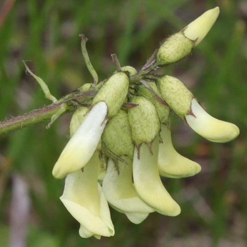 Astragalus shinanensis