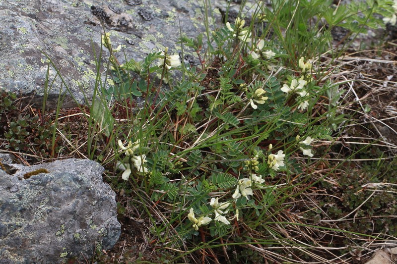 Astragalus shiroumaensis