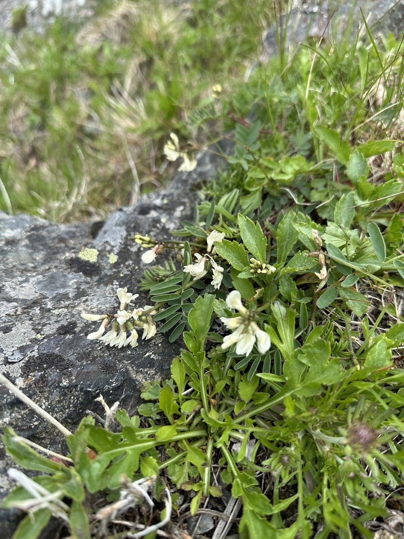 Astragalus shiroumaensis photo 3