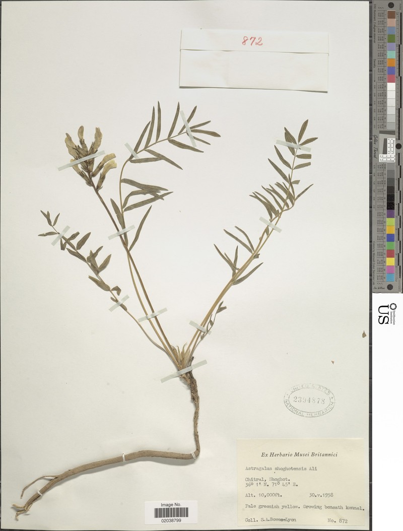 Astragalus shogotensis