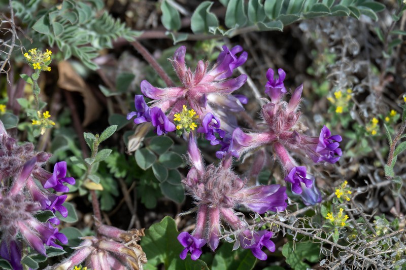 Short's Milkvetch photo 2