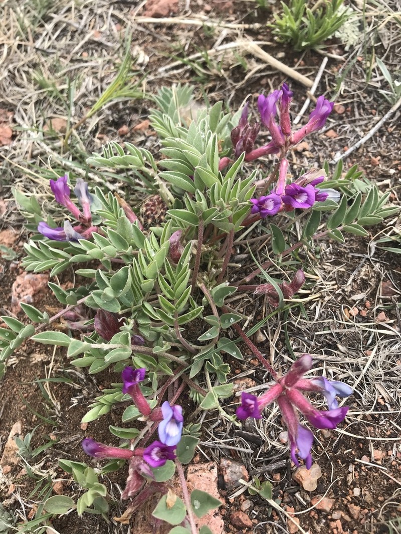 Short's Milkvetch photo 3