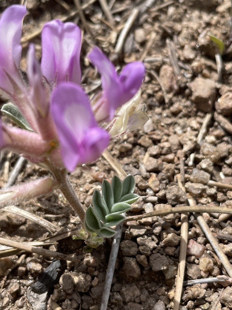 Short's Milkvetch photo 4