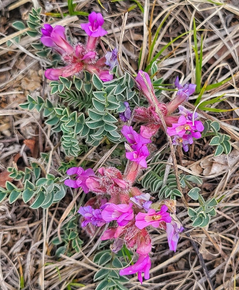 Short's Milkvetch photo 5