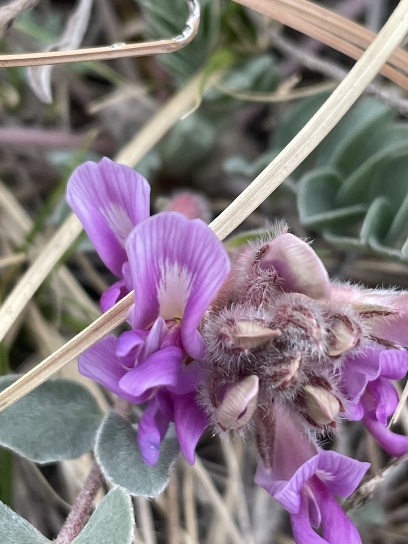 Short's Milkvetch photo 6