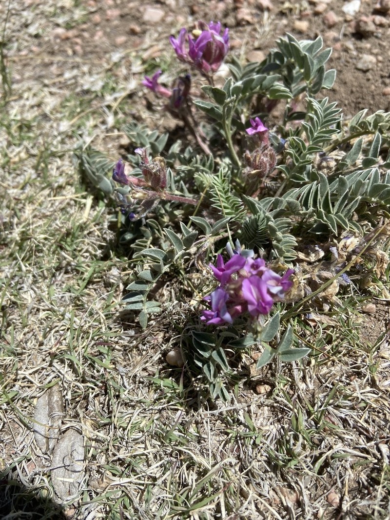 Short's Milkvetch photo 7