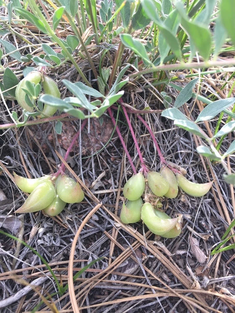 Short's Milkvetch photo 8