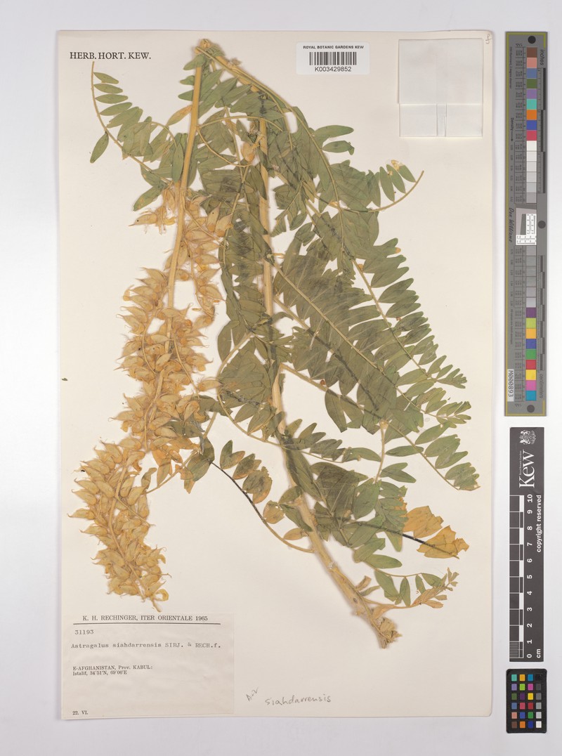 Astragalus siahderrensis