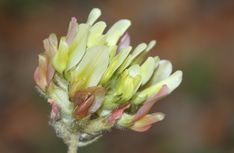 Astragalus sibthorpianus