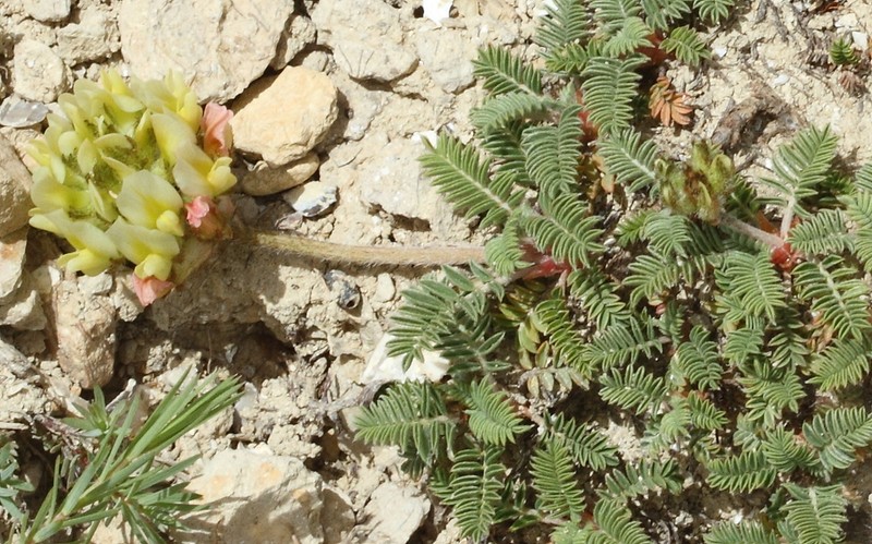 Astragalus sibthorpianus photo 2