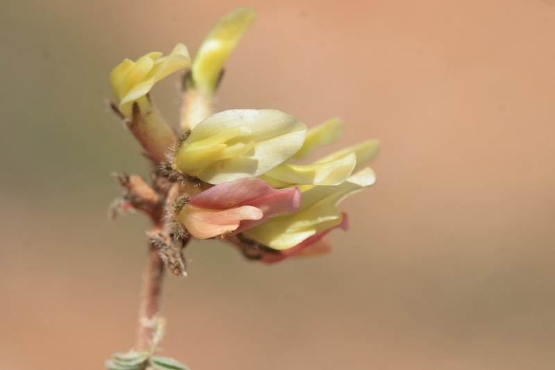 Astragalus sibthorpianus photo 3