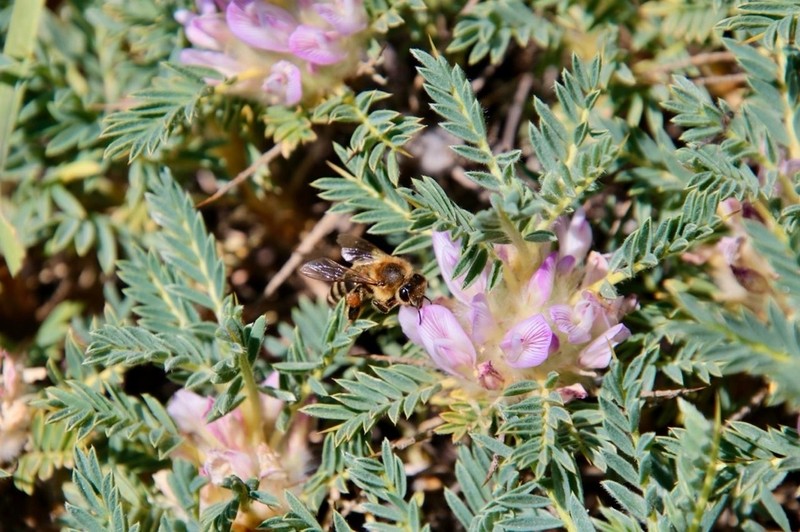 Astragalus siculus photo 3