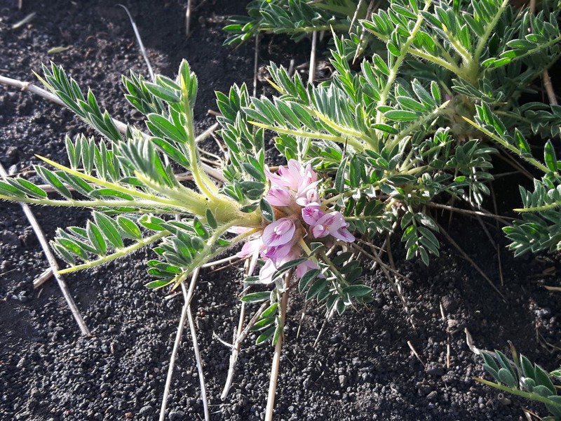 Astragalus siculus photo 4