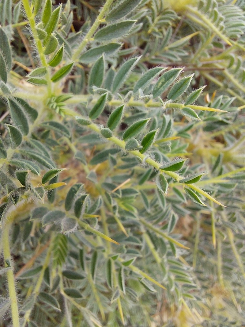 Astragalus siculus photo 5
