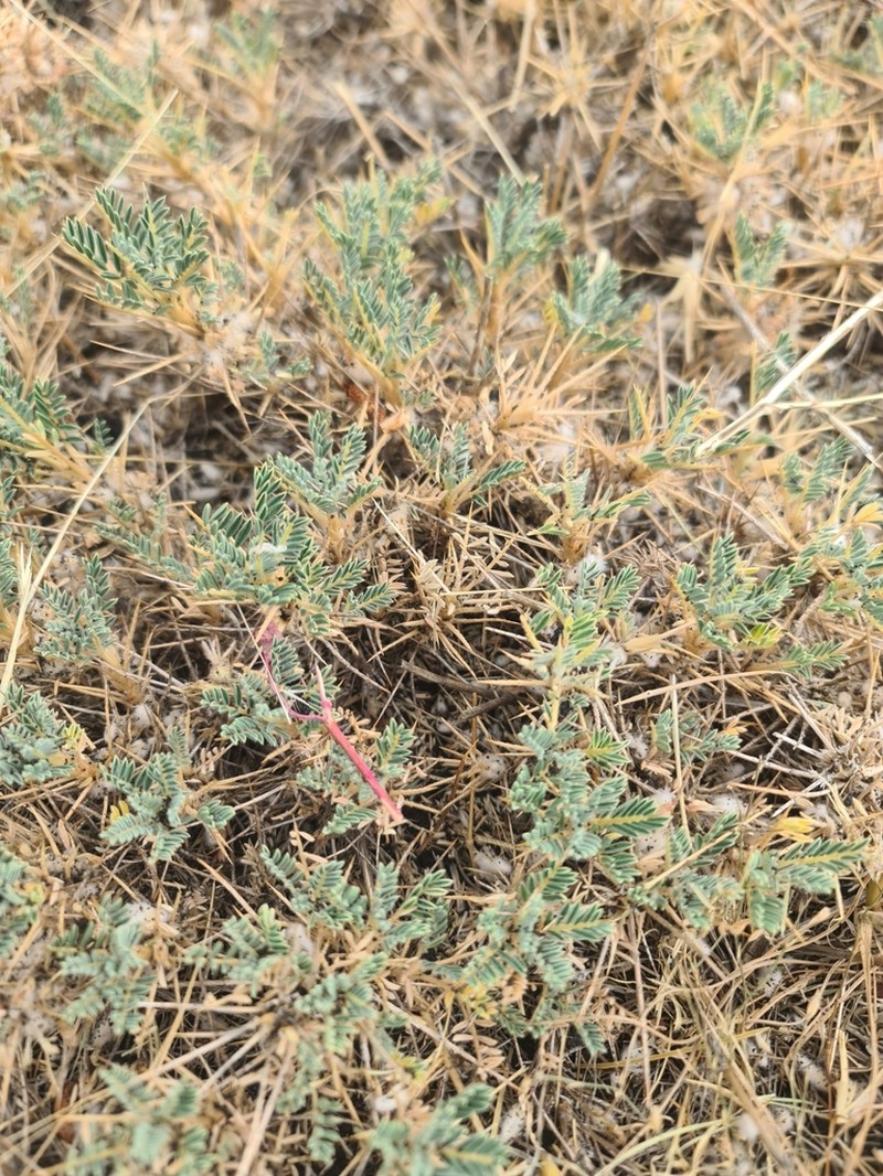 Astragalus siculus photo 6
