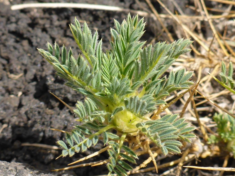 Astragalus siculus photo 7