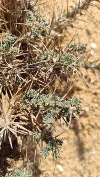Astragalus sieberi