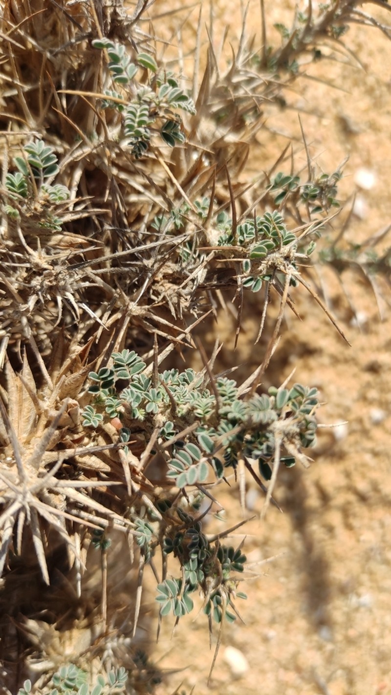 Astragalus sieberi