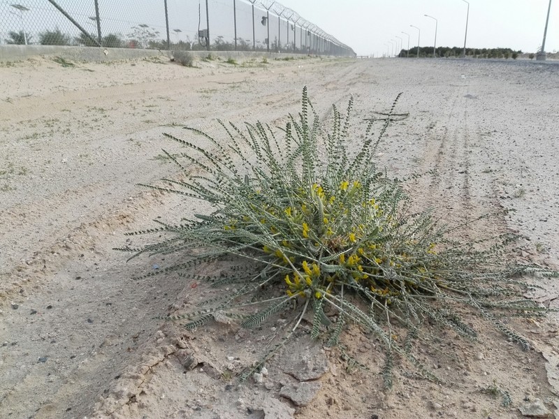 Astragalus sieberi photo 2