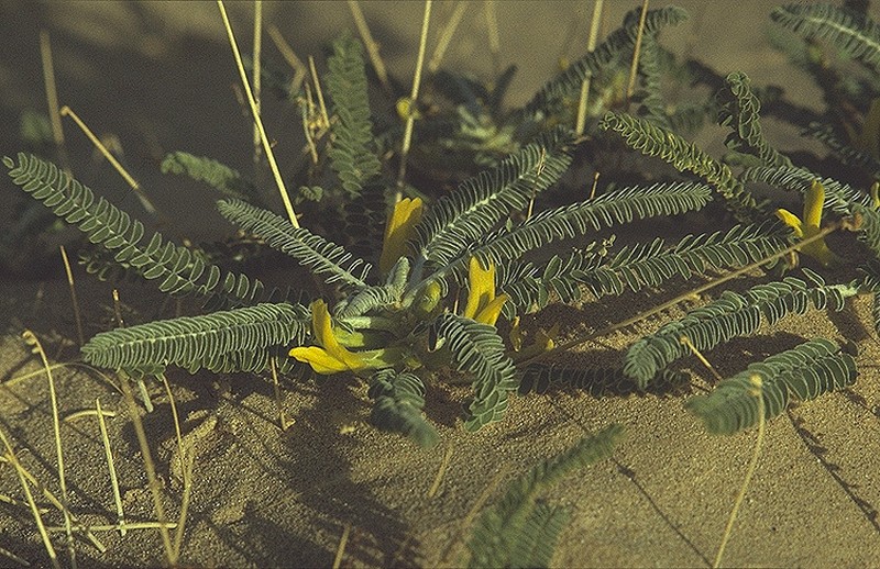 Astragalus sieberi photo 3