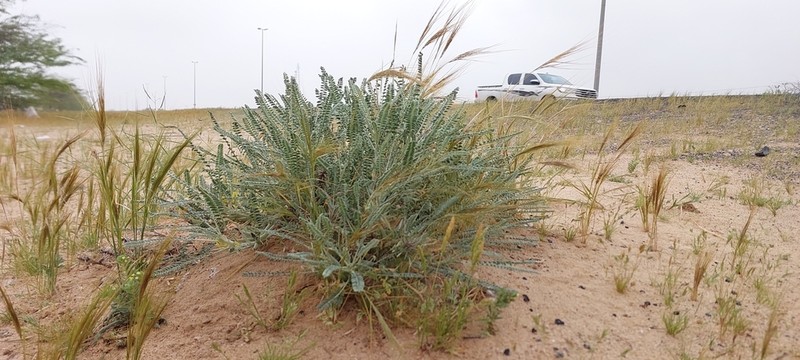 Astragalus sieberi photo 4