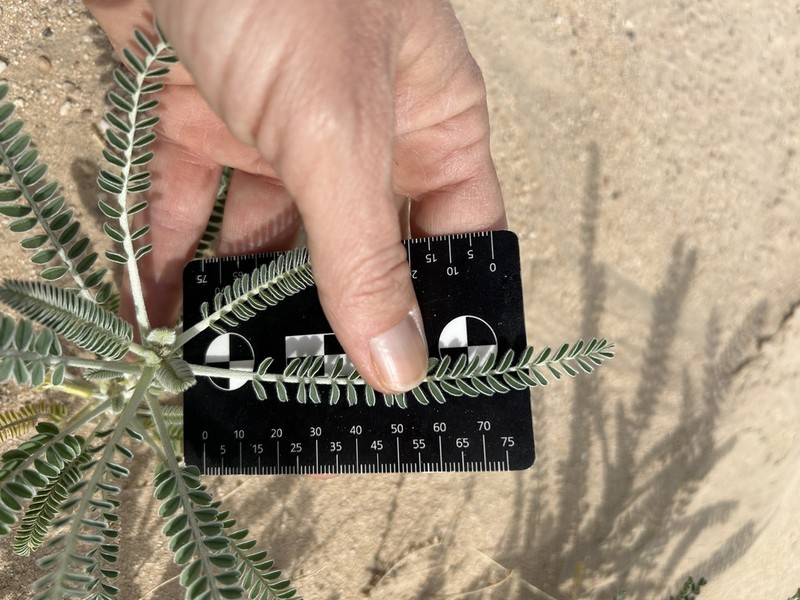 Astragalus sieberi photo 5