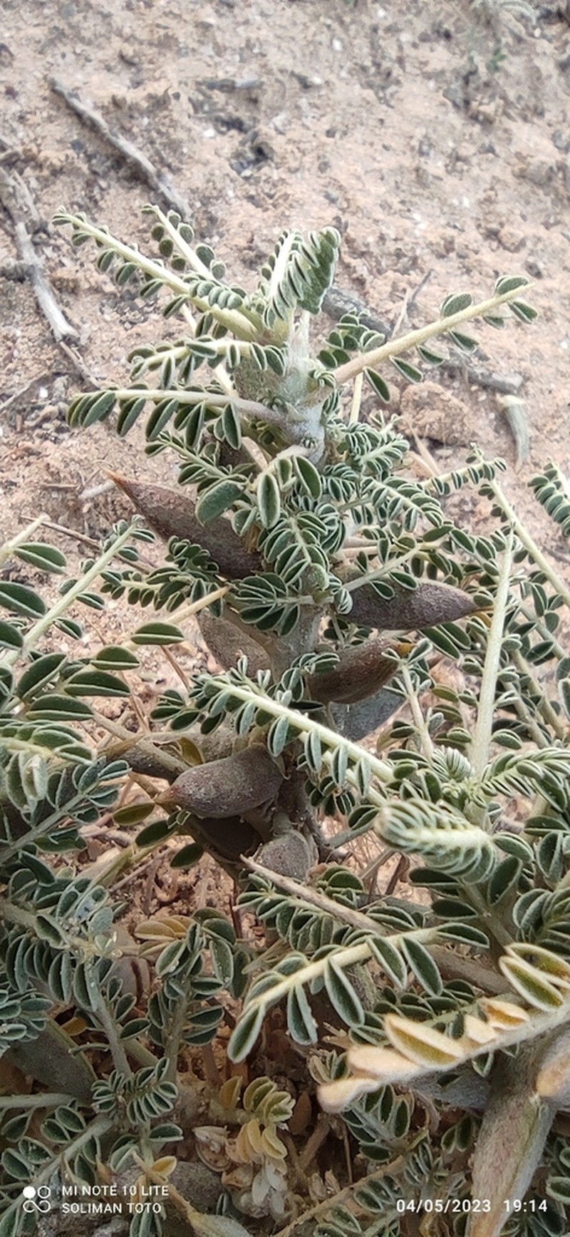 Astragalus sieberi photo 6