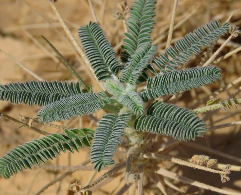 Astragalus sieberi photo 7