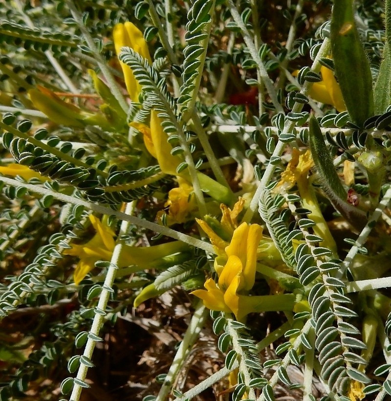Astragalus sieberi photo 8