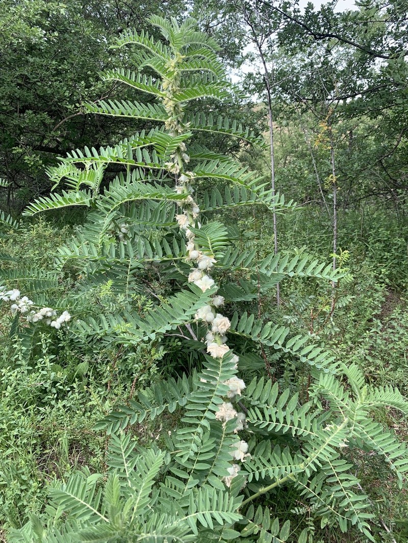 Astragalus sieversianus