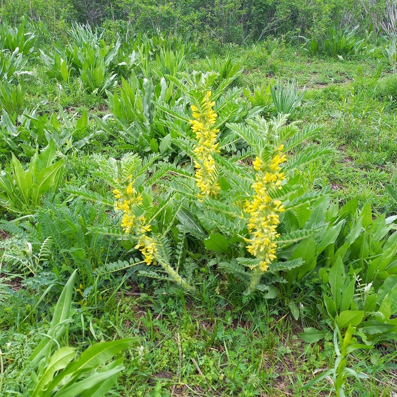 Astragalus sieversianus photo 2