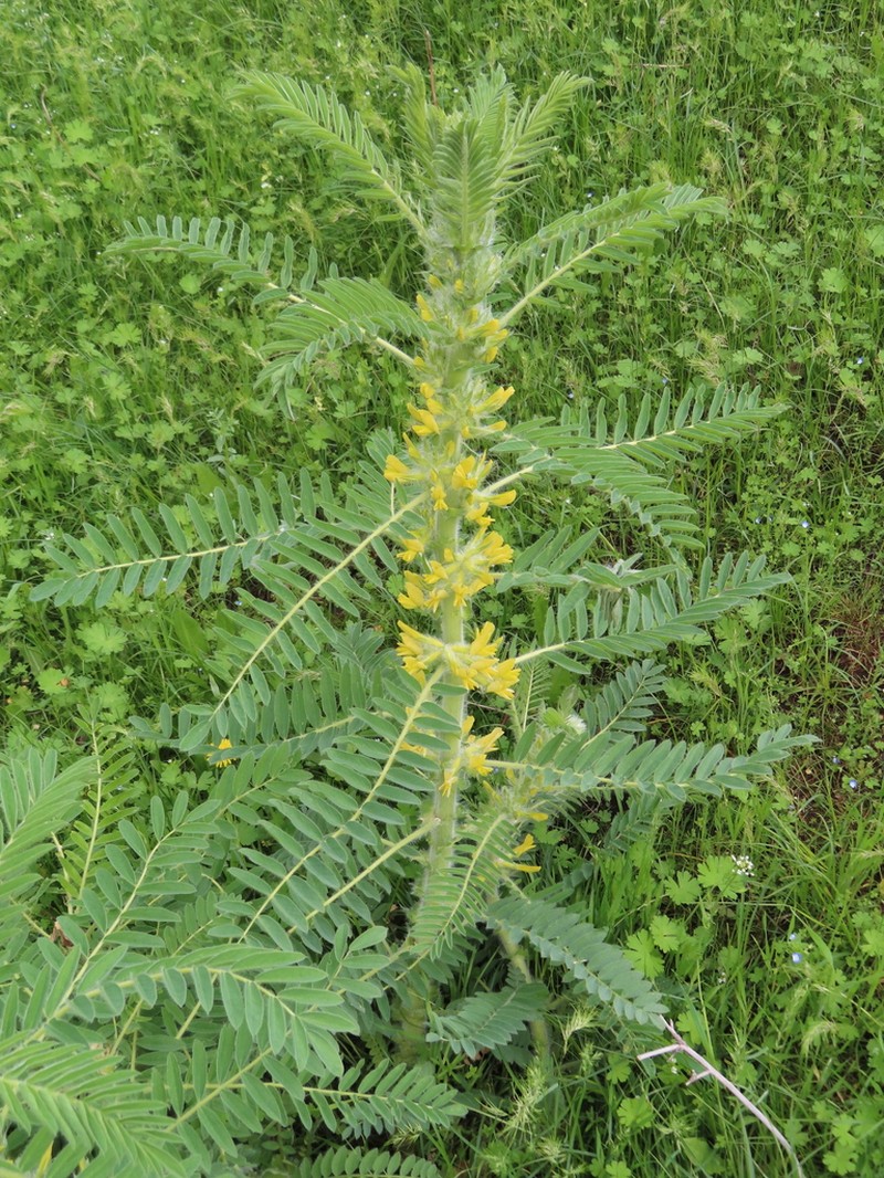 Astragalus sieversianus photo 3
