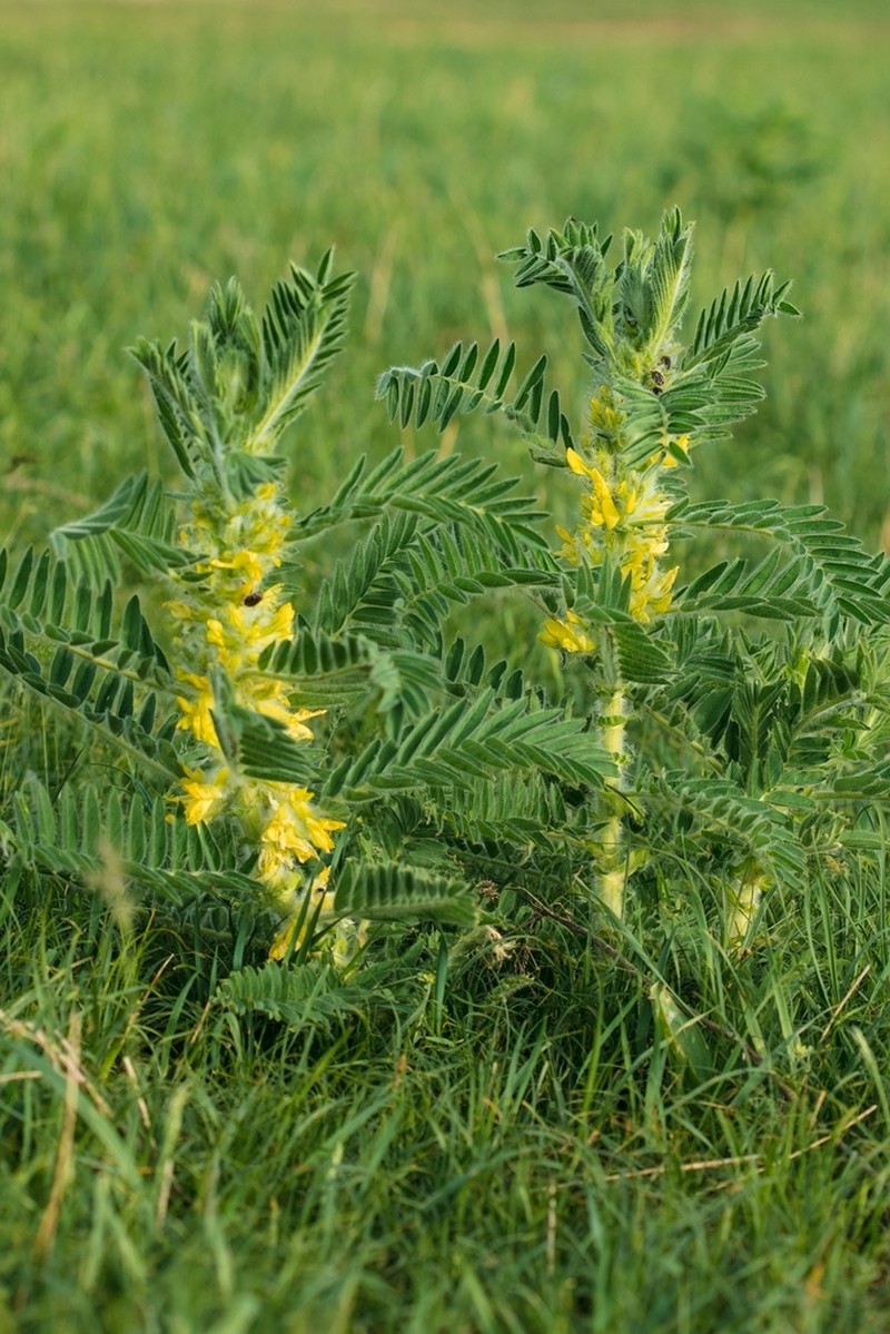 Astragalus sieversianus photo 4