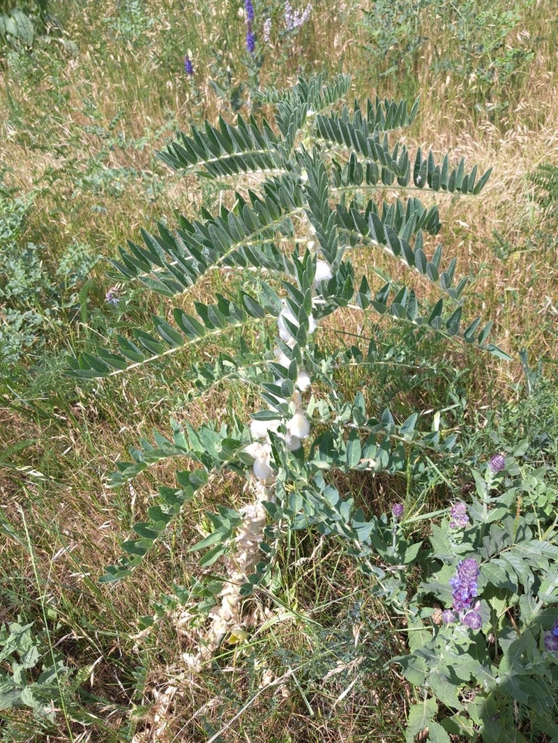 Astragalus sieversianus photo 5
