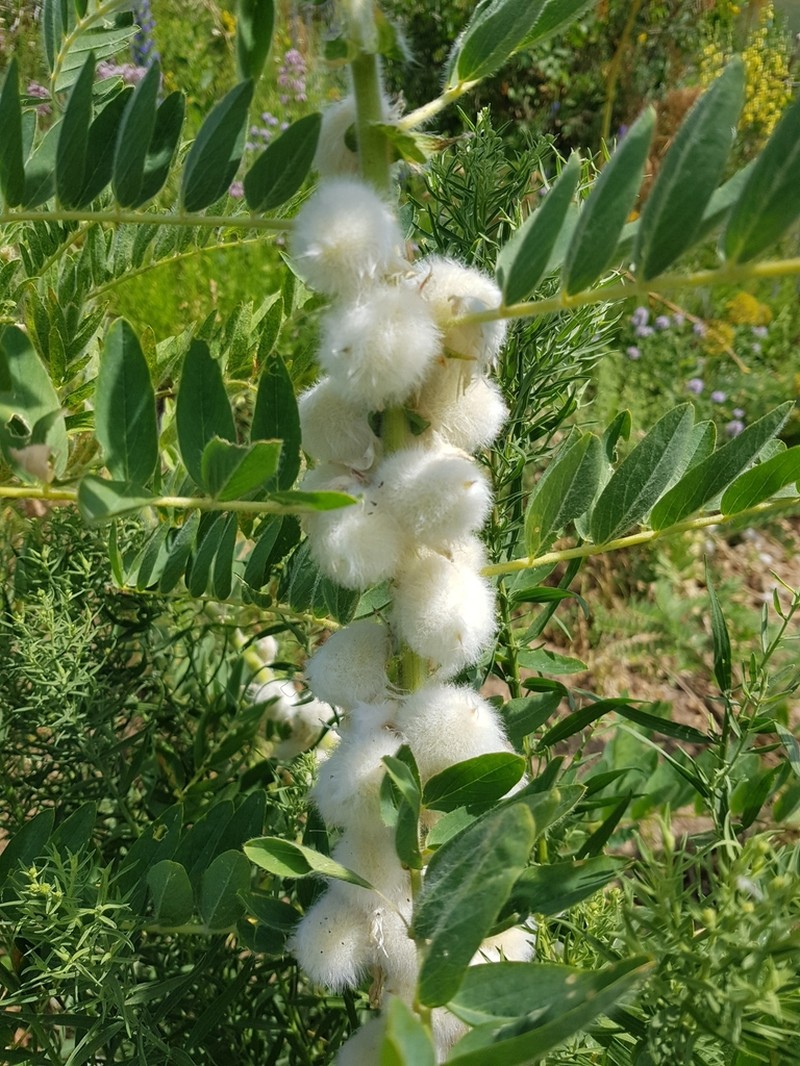 Astragalus sieversianus photo 6