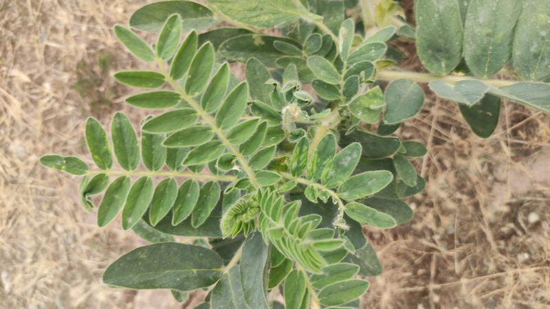 Astragalus sieversianus photo 7