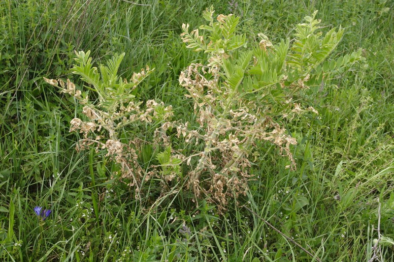 Astragalus sieversianus photo 8