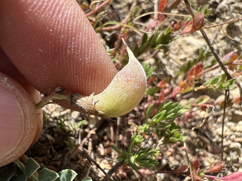 Astragalus sigmoideus