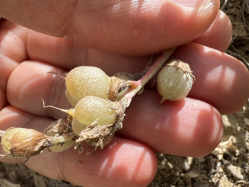 Astragalus sigmoideus photo 2