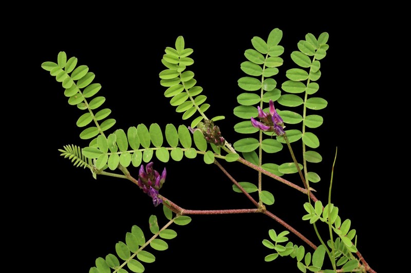 Astragalus sikkimensis