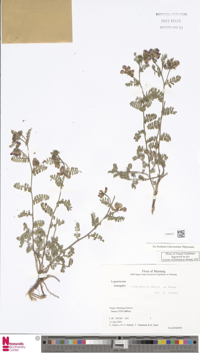 Astragalus sikkimensis photo 2